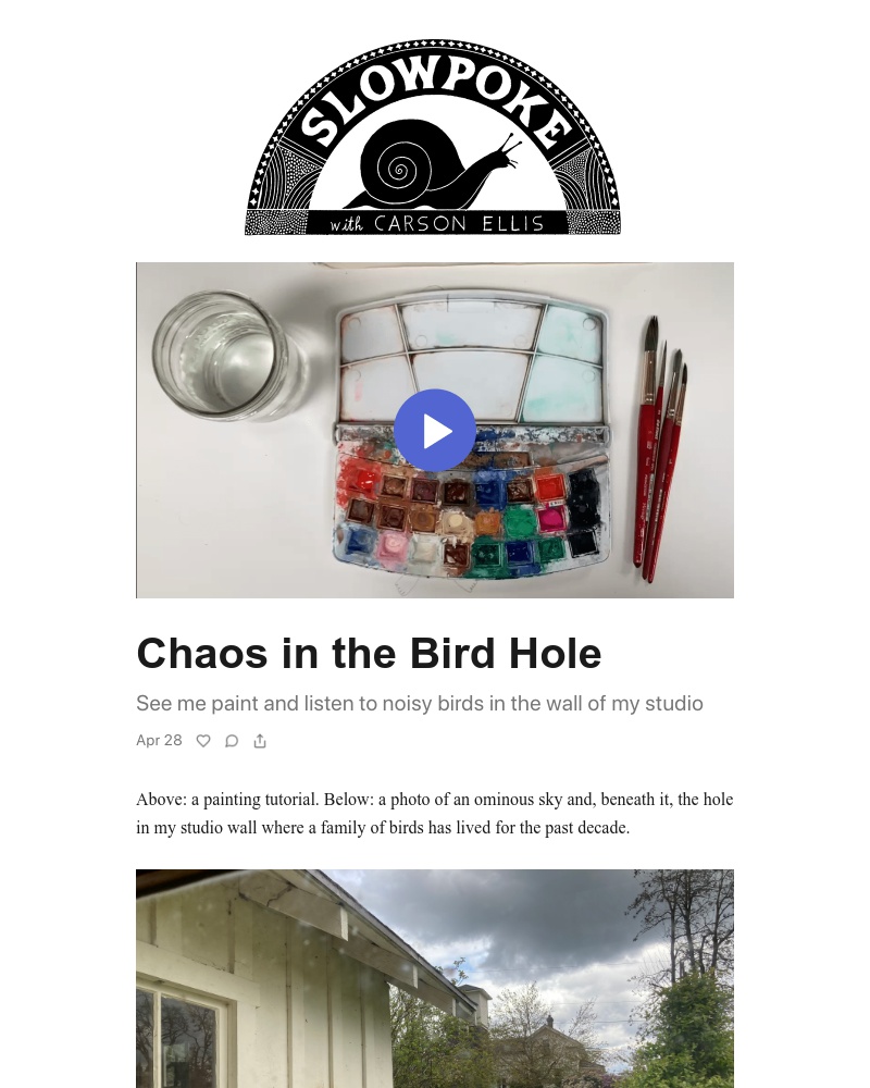 Substack - Chaos in the Bird Hole
