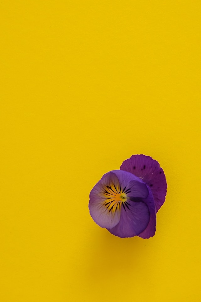 A purple flower against a yellow background to symbolize a complementary color scheme. 