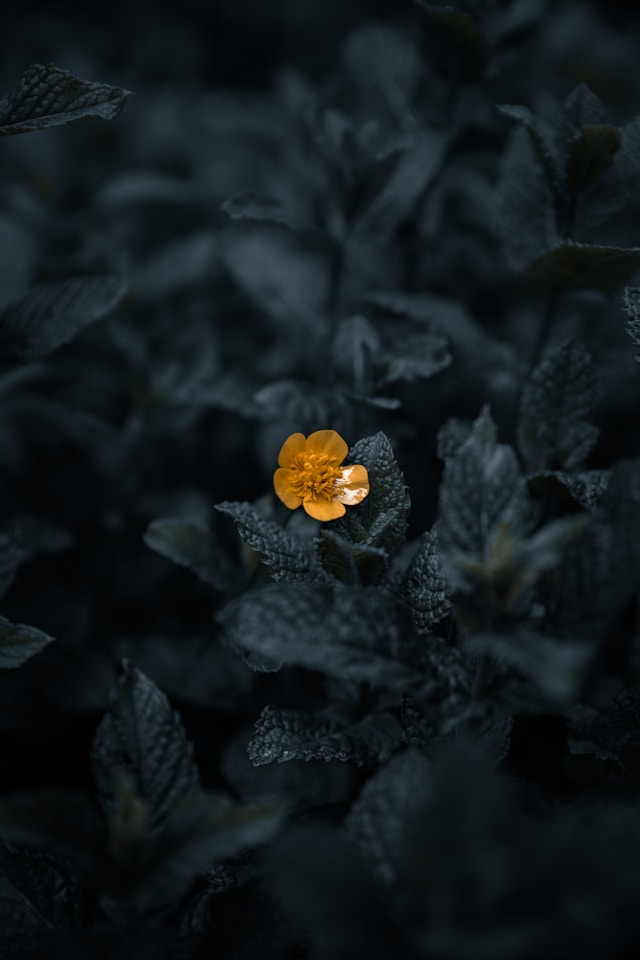 A yellow flower sits amongst black foliage, portraying the contrast of warm and neutral colors.