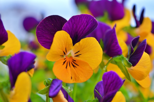 A close-up of yellow and purple flowers representing the complementary color scheme.