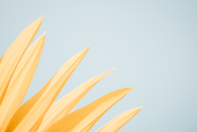 A close-up of pale yellow flower petals against a light blue sky.